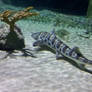 Leopard Shark