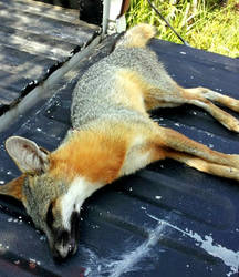 Texas Grey Fox by Thylacinus1