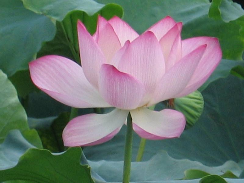 Lotus