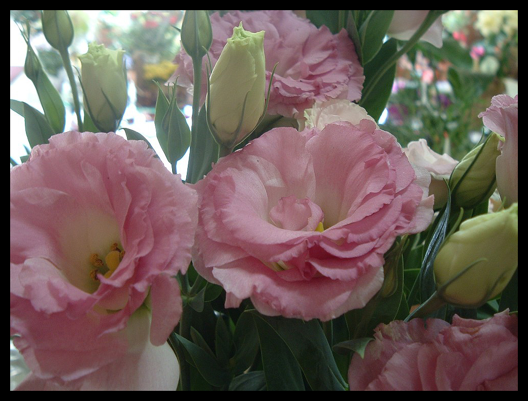 Pink Lisianthus