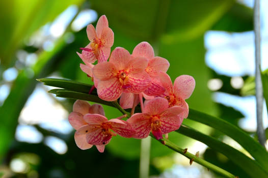 pink orchid