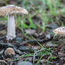 Fungi Patch