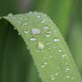 Raindrops on Green