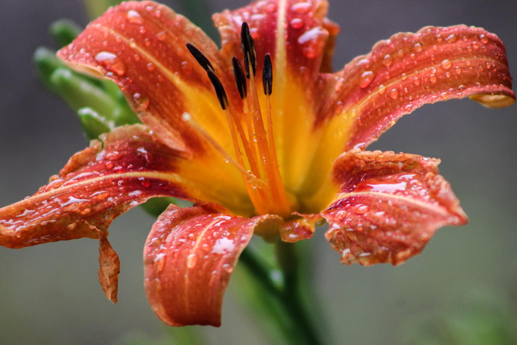 Lily in the Rain