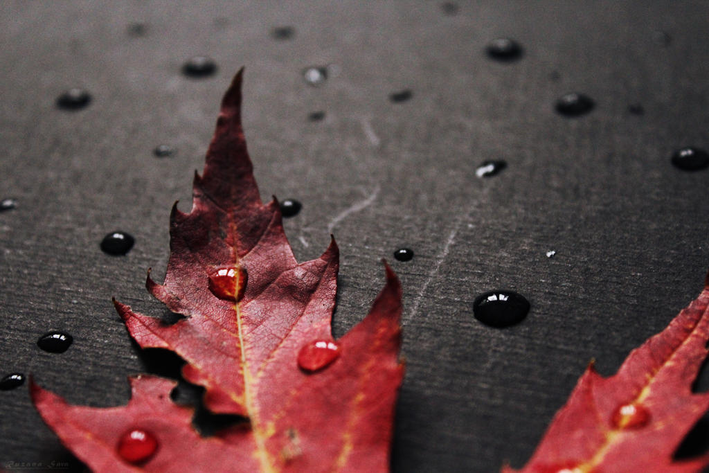 autumn tears