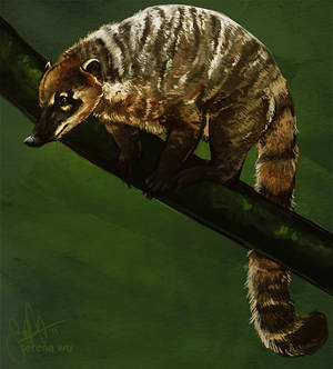 Coati Speedpainting