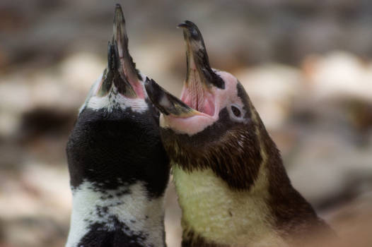 Penguins