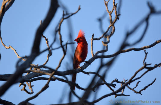 Cardinal 1