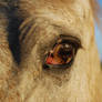 A Horses Eyes Can Warm The Coldest Of Hearts