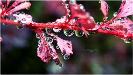 'Reflections In Raindrops' by AMayShulerphotogrphy