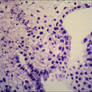 Microscope: Part of Lillium Ovary Closer