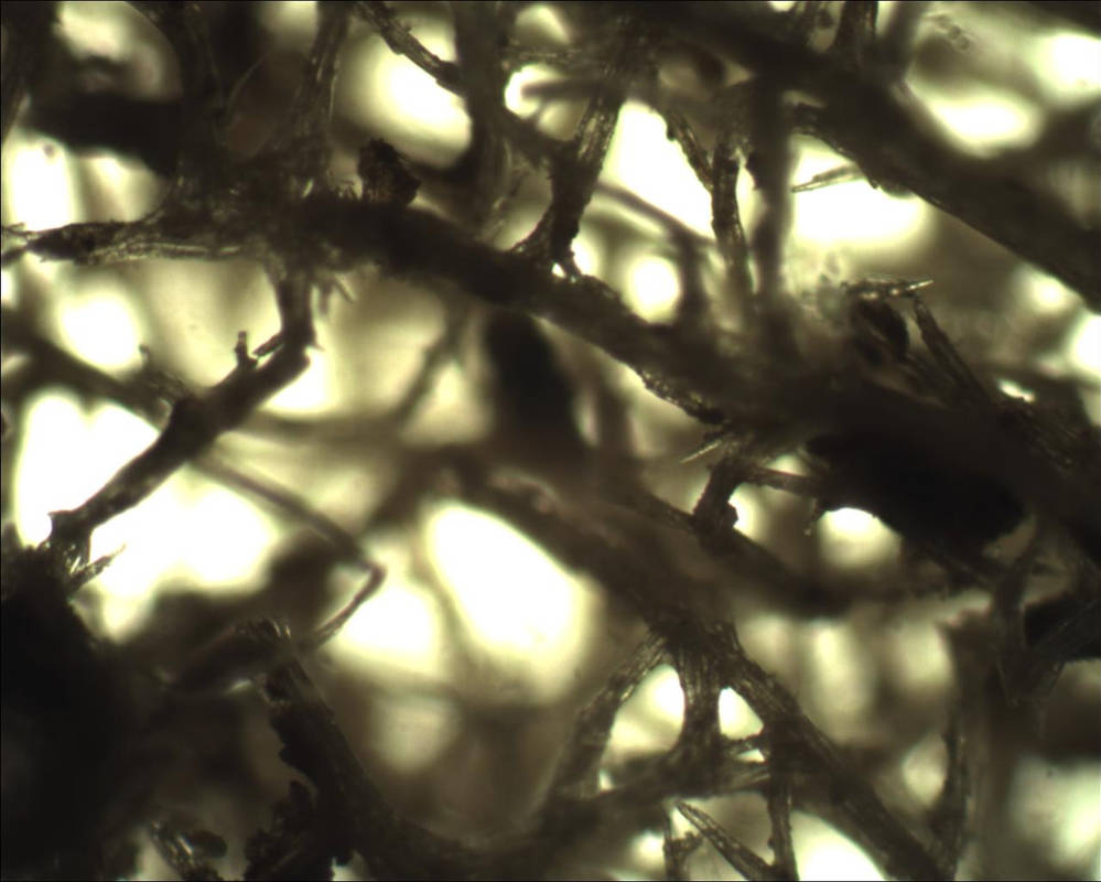 Sea Sponge Microscope Microscope: Sea Sponge Tissue by Soldeen111 on DeviantArt