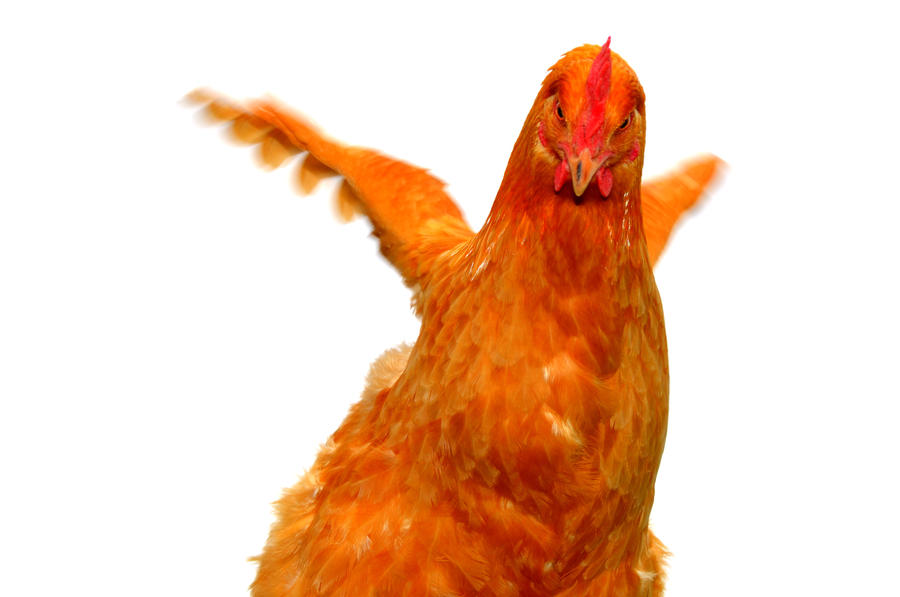 Outraged Chicken Angry Chicken by BrOuchida on DeviantArt