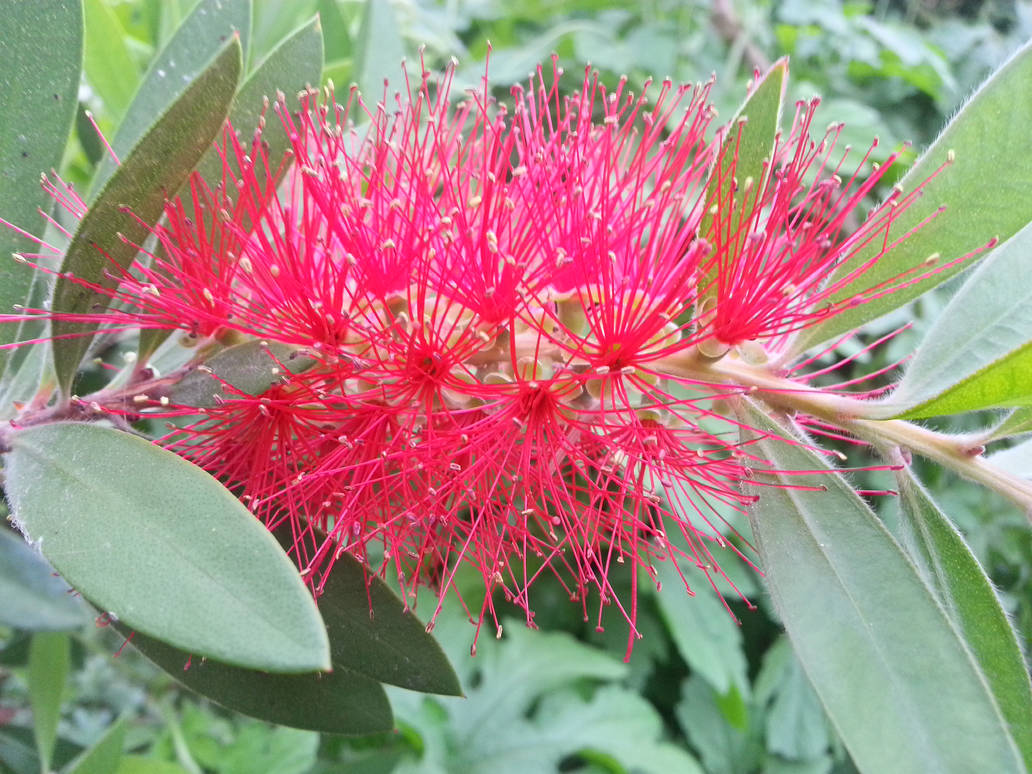 Firca cicegi by emre2548 on DeviantArt