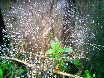 Water Web