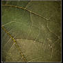 Roadmap For Plantlife