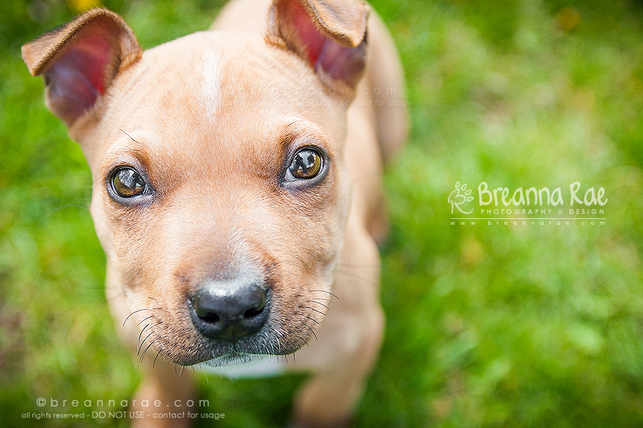 Liam the Pit Pup