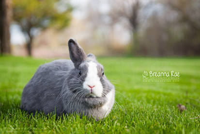 Grey Little Bunny