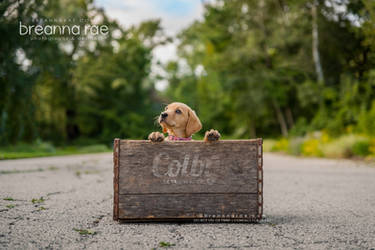 The Colby Retriever Co: A Crate Full of Happiness