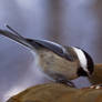 Chickadee feeding