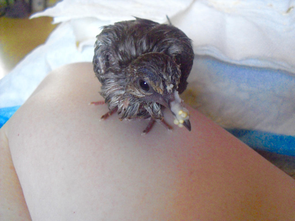 Baby Mourning Dove