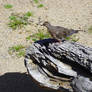 Baby  Mourning Dove