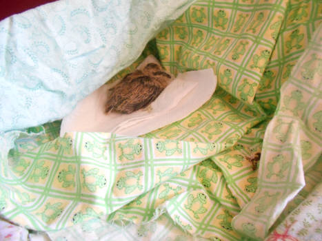 a baby ring neck dove