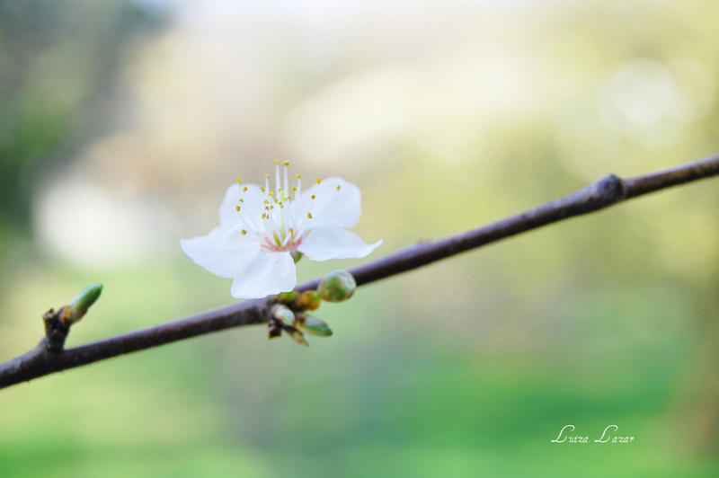 march