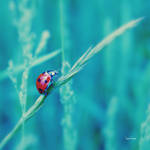 Ladybug by LuizaLazar