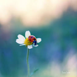 A Lady and a Daisy