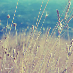 Summer meadows