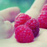 Picking raspberries