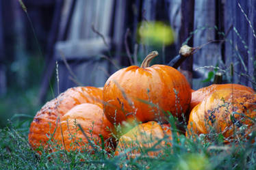 Autumn Harvest