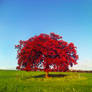 tree of hope