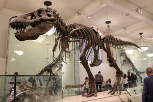 Tyrannosaurus (AMNH5027)