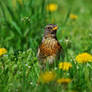 Kwiczol, Fieldfare