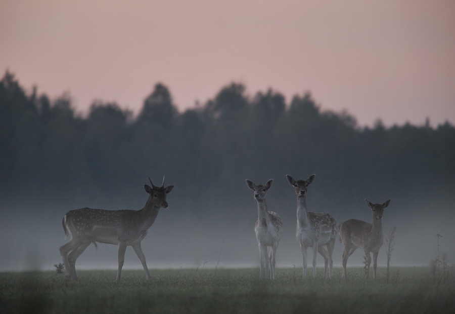 fallow deers