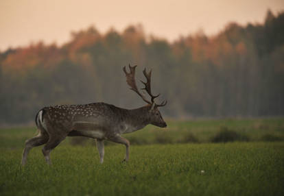 fallow deer