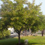 School Beauty, Tree