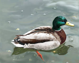 Mallard Duck