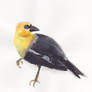 Yellow-headed blackbird