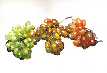 Colourful grapes