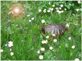 Rughi Turtle and Daisy Queen