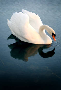 Swan