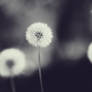 Pusteblume