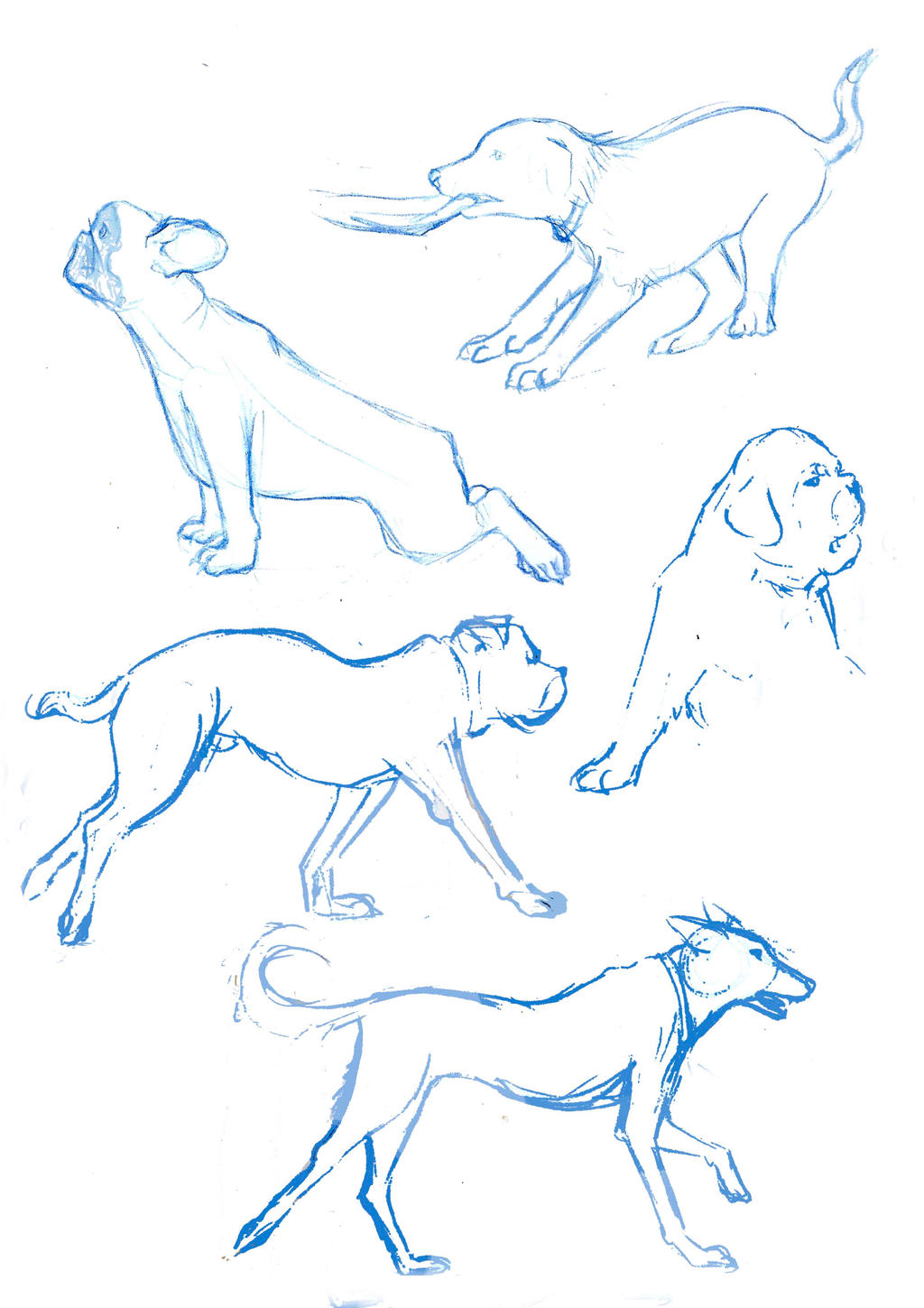Shivean Dogs References by Shivean on DeviantArt