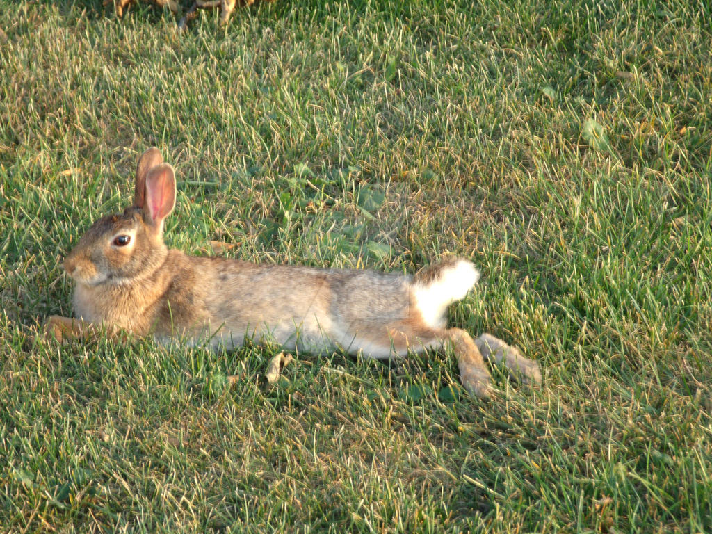 Recling Rabbit Rabbit Reclining 2 by lonelywanderer2 on DeviantArt