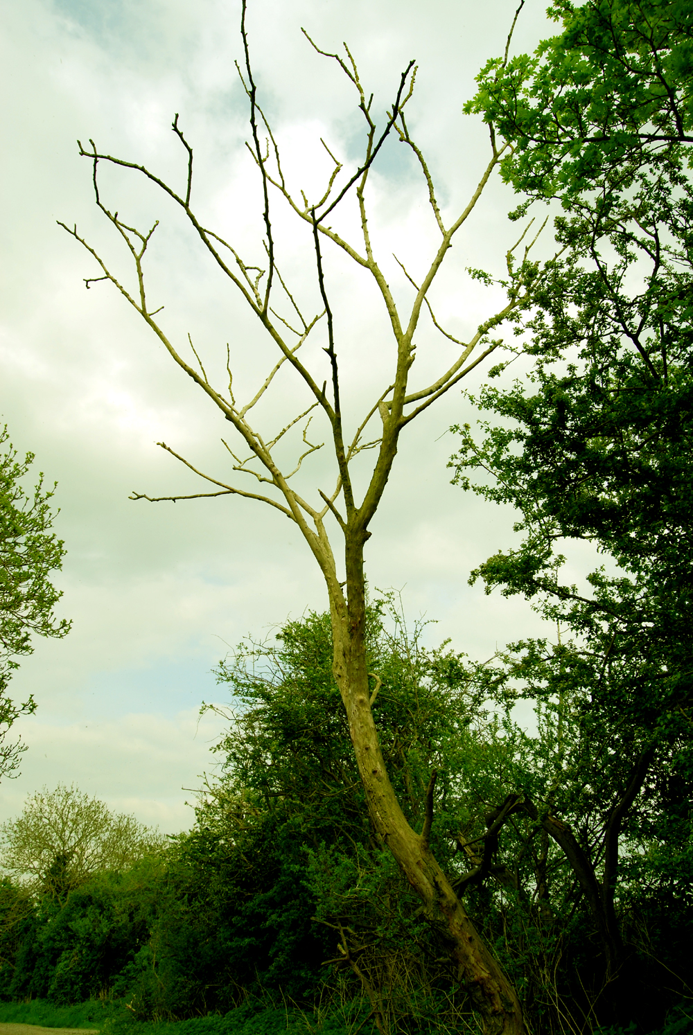 The Dead Tree