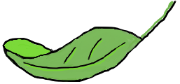 Leaf