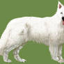 Berger Blanc Suisse